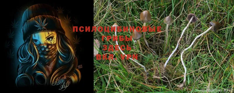 Псилоцибиновые грибы Psilocybe  Куровское 